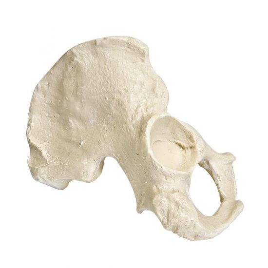 ORTHObones Premium Right Half Pelvis - Male
