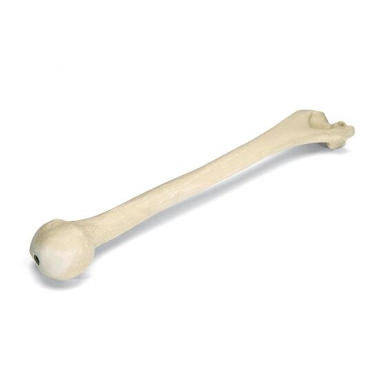 ORTHObones Premium Right Humerus
