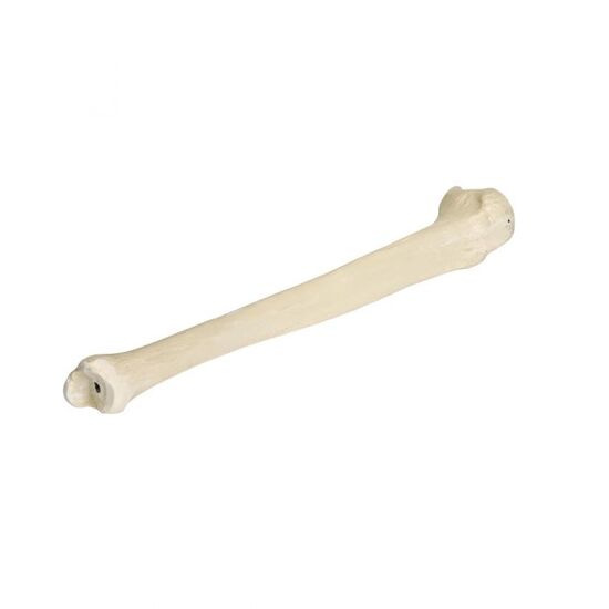 ORTHObones Premium Right Tibia