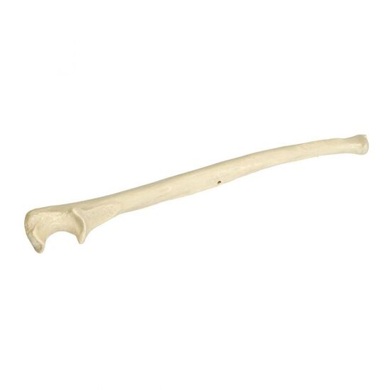 ORTHObones Premium Right Ulna