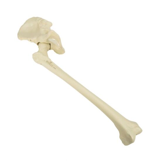 ORTHObones Premium Right pelvis with femur