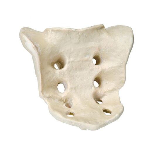 ORTHObones Premium Sacrum