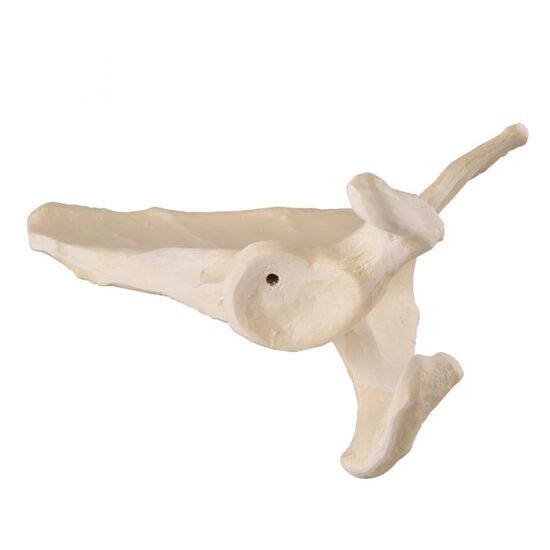 ORTHObones Premium Scapula – Left
