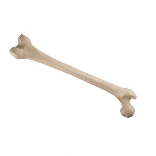 ORTHObones Standard Femur, left