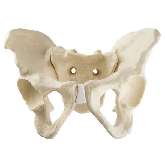ORTHObones Standard Full Pelvis w.Sacrum