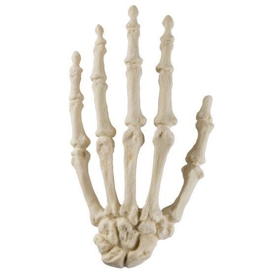 ORTHObones Standard Hand