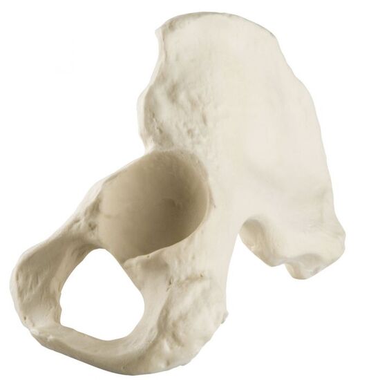 ORTHObones Standard Hemi Pelvis, m., l