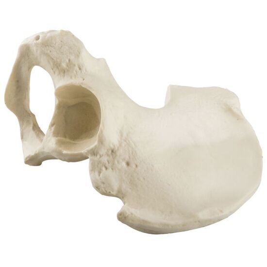ORTHObones Standard Hemi Pelvis,m.,right