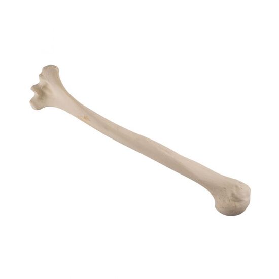 ORTHObones Standard Humerus, left