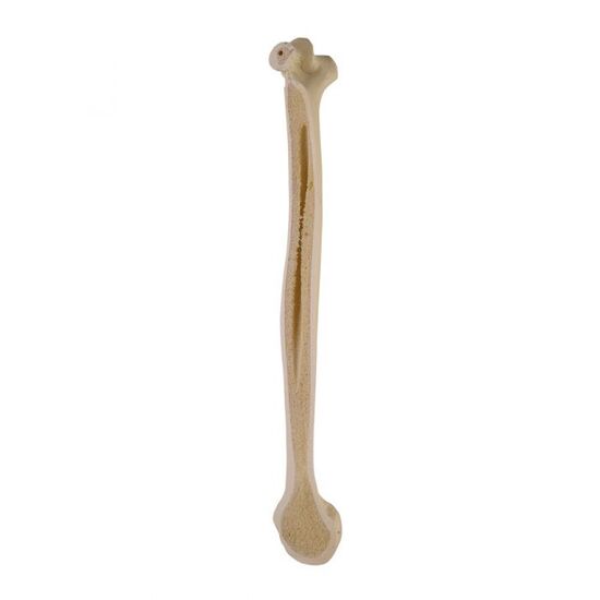 ORTHObones Standard Humerus, right