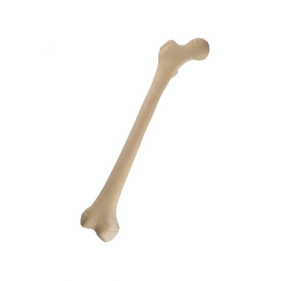 ORTHObones Standard Juvenile Femur, right