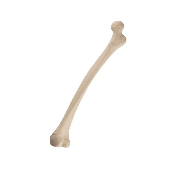 ORTHObones Standard Pediatric Femur, right