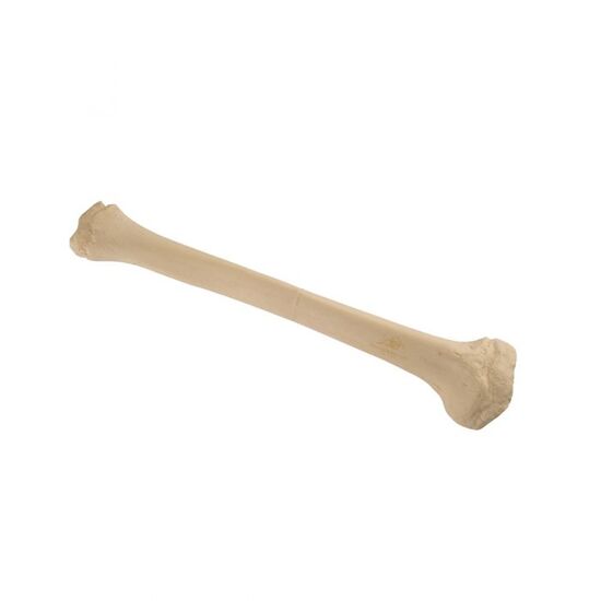 ORTHObones Standard Pediatric Tibia, right