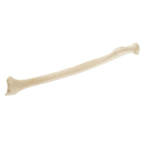 ORTHObones Standard Radius, left