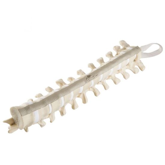 ORTHObones Standard Thoratic Vertebrae