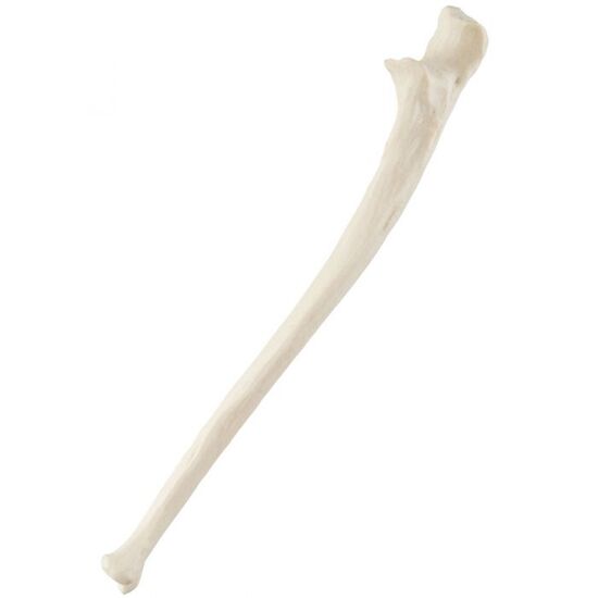 ORTHObones Standard Ulna, left