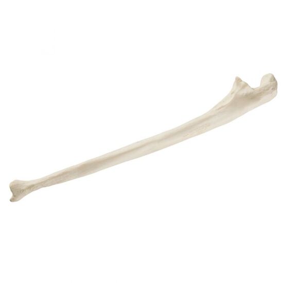 ORTHObones Standard Ulna, right