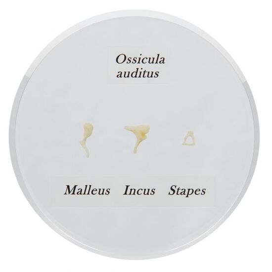 Ossicle Model - Life size
