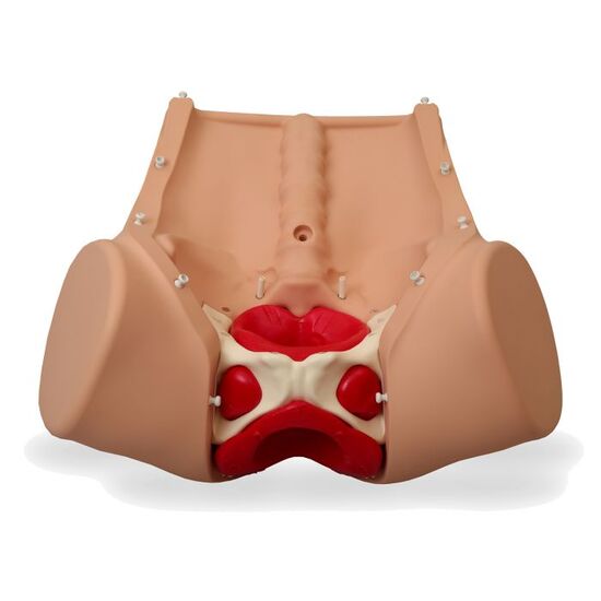 Postpartum Hemorrhage Trainer -PPH Trainer P97