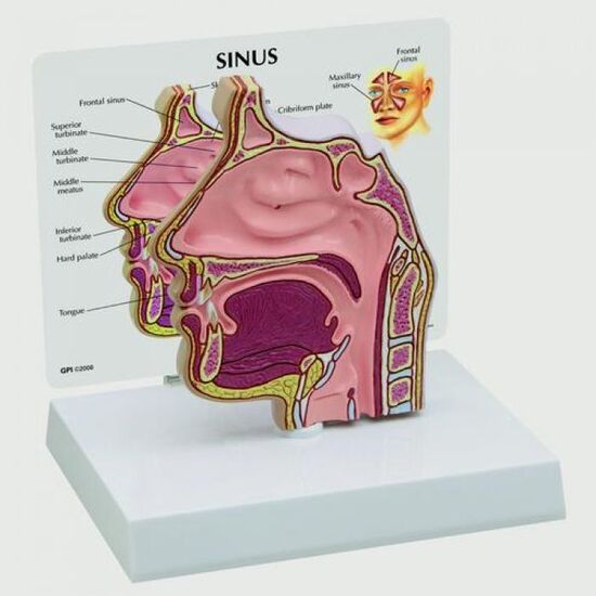 Sinus cross section
