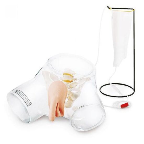 Transparent Male Catheter Model