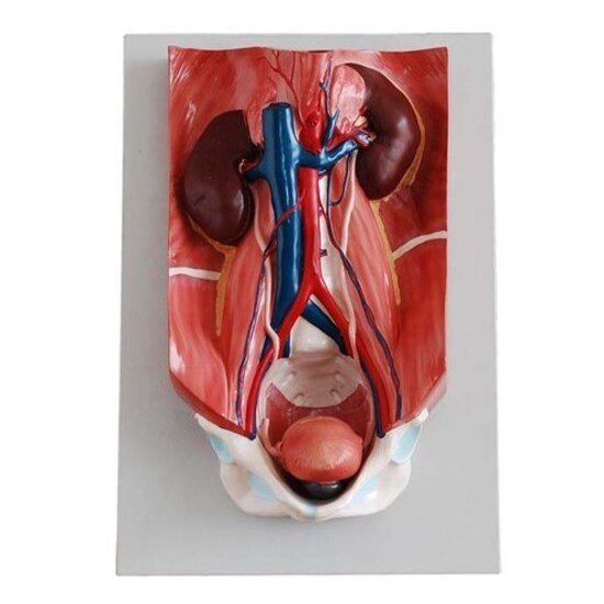 Urinary System Model
